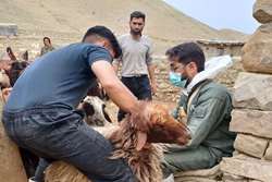 آغاز طرح واکسیناسیون رایگان جمعیت دام سبک شهرستان درگز علیه بیماری طاعون نشخوارکنندگان کوچک